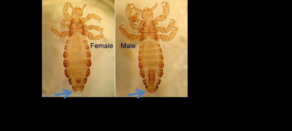 قمل الرأس Pediculus humanus capitis قمل الجسم Pediculus humanus humanus قمل الرأس وقمل الجسم نوع واحد