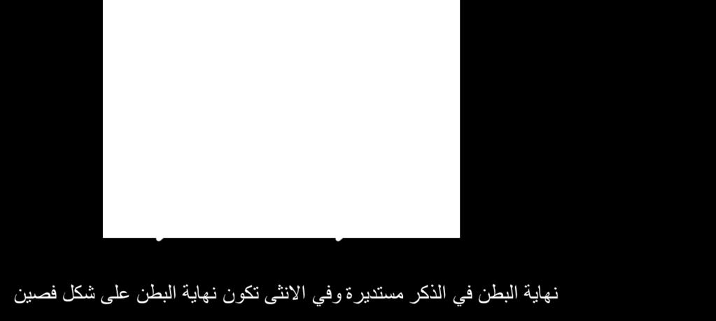 قرون االستشعار خمس عقل العيون مختزلة أجزاء الفم غير مرئية من الخارج يوجد مخلب بنهاية كل رجل متحورة