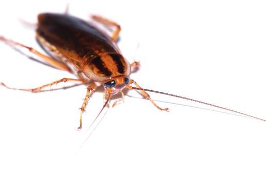 termite