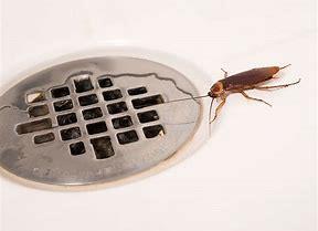 cockroaches