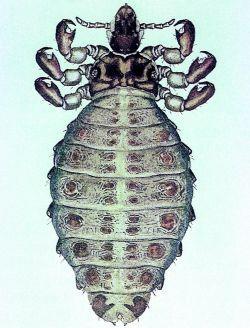 قمل الجاموس Haematopinus
