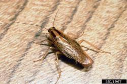 االسم اإلنجليزي American cockroach Blatta orientalis Blattella