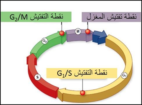 رسم تخطيطي ألماكن وجود نقاط الم ارقبة والتفتيش عمى سيرورة عممية االنقسام والدارة الخموية بشكل عام أىم نقطة من نقاط التحكم G1 إذ تتحكم بق ارر مصير الخمية إما االستم ارر في الدارة الخموية )تكاثر ونمو )