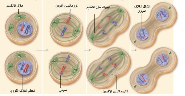 يتحركان باالتجاه المعاكس نحو قطبي الخمية.