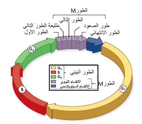 رسم تخطيطي يبين الم ارحل المختمفة لمدارة الخموية جدير بالذكر أن الزمن الذي تستغرقو الخمية الستكمال دارتيا الخموية يختمف باختالف الخمية نفسيا. فالخاليا الجنينية تكمل دارتيا الخموية في أقل من 02 دقيقة.