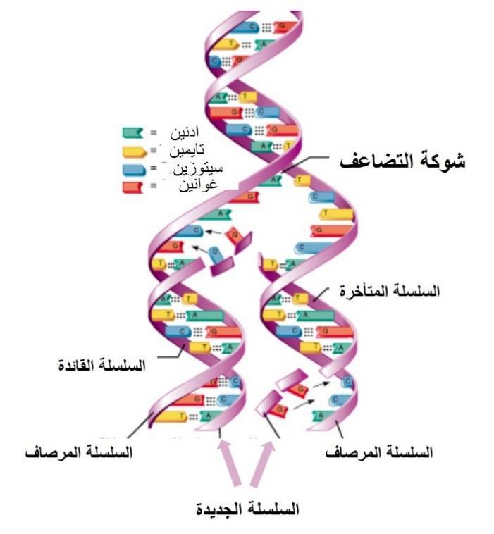 التضاعف نصف المحافظ لجزيء ال DNA أهمية عممية تضاعف ال DNA ال يعد مخزنا لممعمومات الو ارثية المخطط يحوي فيو أبوييا نوع من عضوية لبناء الضرورية DNA عممية خالل ومن العضوية لبناء خمية كل إلى الجينوم كامل
