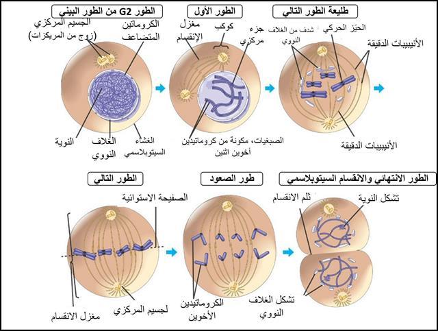 الخاليا النباتية أما في حيث يوجد الجدار الخموي فيختمف االنقسام السيتوبالسمي بشكل ممحوظ.