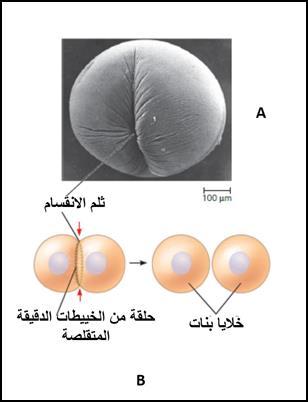 )cell تتجمع مكونات الجدار الخموي المحمولة في الحويصالت ضمن الصفيحة الخموية في أثناء نموىا.