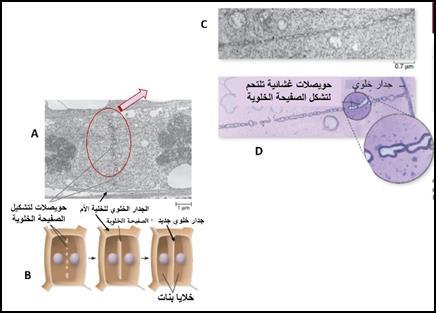 A صورة بالمجهر اإللكتروني الماسح النقسام الخمية الحيوانية. B: رسم تخطيطي يوضح آلية انقسام الخمية الحيوانية االنقسام السيتوبالسمي في الخاليا النباتية.