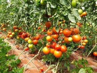 ALGERIA Journée technique sur la tomate Belfast F1 à Ain Timouchent (Ouest de l Algérie) Par: Sana Boudiaf Le 22 avril 2018, l équipe DEAL a organisé une journée technique pour la promotion de la