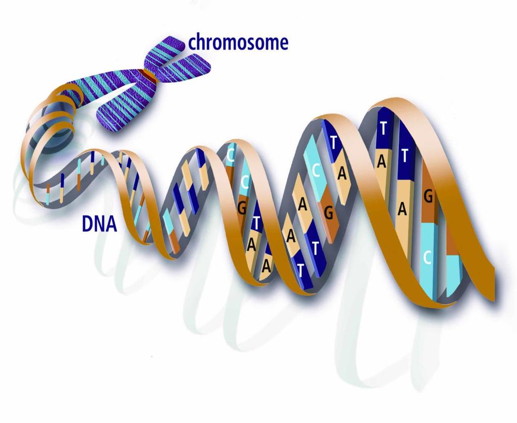 الطفرات Mutation : تعريف الطفرة Mutations يعتمد التوارث على الجينات التي تنتقل بدقة من اآلباء إلى النسل في عملية التكاثر كروموسومات الكائن وتكون هذه الجينات من DNA والتي توجد على ويتمثل محتواها