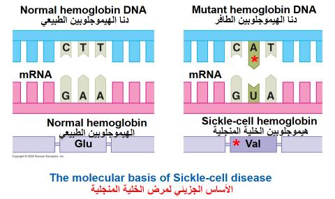 : 3/ طف ارت عدم ثبات التناظر ( االستبدال shifts) Tautomeric عدم ثبات التناظر في جزئ ال DNA من أهم أنواع الطف ارت التي توضح ميكانيكية الطفور التلقائي وذلك ناتج من أن ذ ارت الهيدروجين تستطيع أن تتحرك