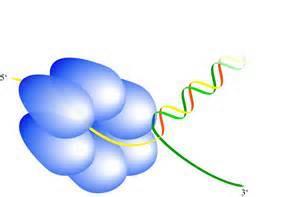 polymerase حيث يحفز هذا األنزيم تصنيع قطعة صغيره من الرناRNA