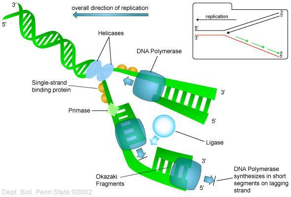 لماذا يجب إ ازلة البادئ البلملرة وإطالة الشريط :Polymerization and Strand Extension تتم هذه العملية بواسطة انزيم DNA polymerase باالتجاه '3 '5 حيث يقوم باضافة النيوكليوتيدات ثالثية الفوسفات الى