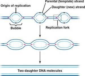 بما انه هنالك أكثر من شوكة للتضاعف على طول جزيئة الدنا DNA في حقيقية النواة لذلك سيتكون أشبه بالفقاعات Bubbles التي تقترب من بعضها البعض وتلتقي لتكوين جزيئة الدنا الجديدة.