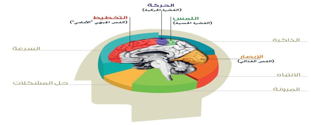 ] املؤسسة في املعرفة الاول: ]املبحث املعرفة ادارة مبادئ : ماول الفصل للمعرفة كمصدر البشري العقل )3-3(: الشكل ص 22.