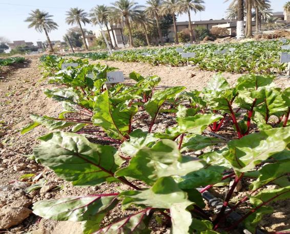 جدول 9: الترك ب الك م اوي لبذور ال انسون )7( terpenoids flavonoids Coumarians carotenoids Phthalides ز ت ثابت %11 بارا- م ثوكس فن ل اس تون Poly phenolics curcumins االن ثول %431 Anethol Methyl