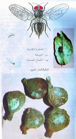 مظهر االصابة المكافحة هذا وتكافح ذبابة ثمار التين بجمع الثمار المتساقطة على األرض والمصابة وإعدامها- وفى حالة اإلصابة