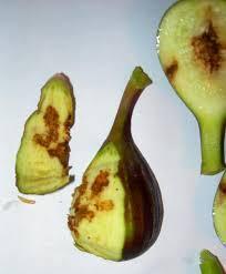 وهذه األنواع عبارة عن ذباب صغيرالحجم اليزيد طوله عن وذبابة فاكهة البحر 1,1Bactroceraسم.