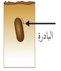 الجدول التالي يبين عدد فمقات بعض البذور بذور ليا