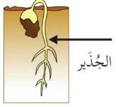 لتكون نباتا البذرة ارحل م اإلنبات: 1 تمتص البذرة