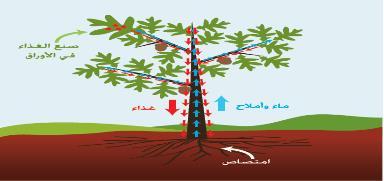 تخزين المواد الغذائية مثل قصب السكر بعض السيقان األرضية مثل: البطاطا العادية بعض النباتات تخزن المياه في سيقانيا مثل الصبار. ثالثا : الورقة ووظائفيا:.1.2.3.4.