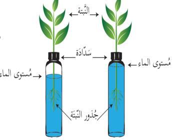 عند وضع نبتة في انبوب بداخمو ماء مغمق بسدادة وتركو لفترة. انخفاض يحدث/ في مستوى الماء.