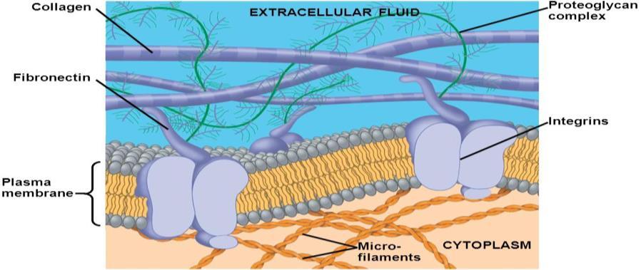 2) Peripheral proteins: they are appendages loosely bound to the surface of the membrane (Are not embedded in the lipid bilayer at all) زوائد = Appendages بشكل حر = loosely اطار / هيكل = framework On
