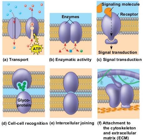 certain membrane proteins are attached to fibers of the extracellular matrix These attachments combine to give animal cells a stronger framework than the plasma membrane alone could provide