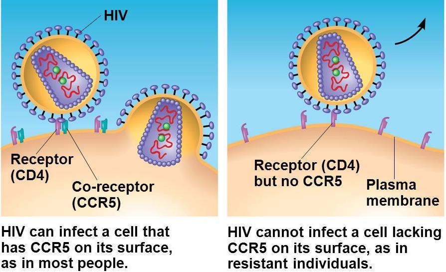 Proteins on the cell surface are important in the medical field >> for example: A protein called CD4 on the surface of immune cells helps the human immune deficiency virus (HIV) infect these cells