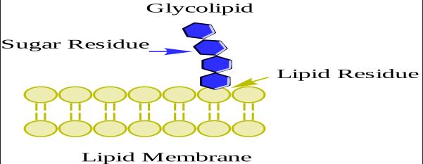 Membrane carbohydrates are usually short, branched chains of fewer than 15 sugar units Some are covalently bonded to lipids, forming glycolipids Most are covalently bonded to proteins which are