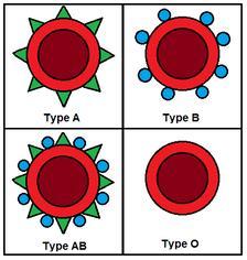 لتكون glycoproteins )بروتينات سكرية) The carbohydrates on the extracellular side of the plasma membrane vary from species to species, among individuals from the same species, and even from one cell