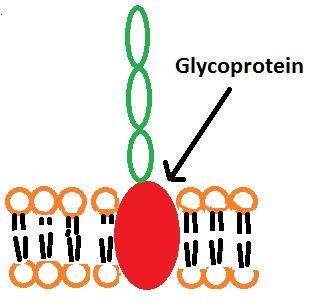 human blood types designated A, B, AB and O reflect variation in the carbohydrate part of glycoproteins on the surface of red blood cells الكربوهيدرات في الجزء الخارجي side( )extracellular من الغشاء