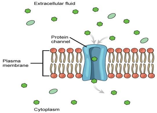Types of transport proteins: 1) Channel proteins: function by having a hydrophilic channel that certain molecules or atomic ions use as a tunnel through the membrane نفق = Tunnel مسهل = Facilitated