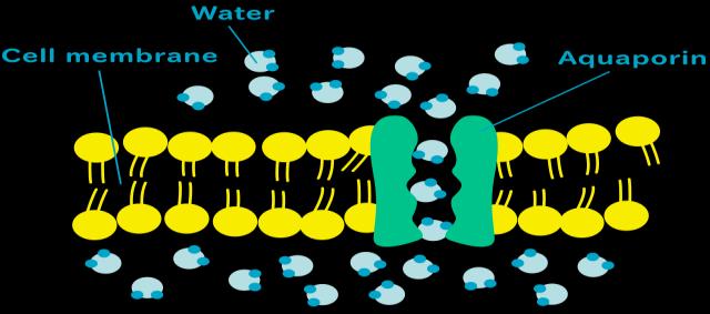 Introduction: Life at the Edge حاجز / حد = Boundary النفاذية االختيارية = permeability selective The plasma membrane is the boundary that separates the living cell from its surroundings and controls