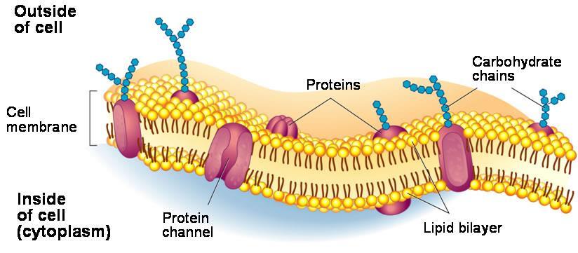 Aquaporin: is a protein found within the lipid bilayer in the membrane one molecule of this protein enables billions of water molecules to pass through the membrane every second, many more than could