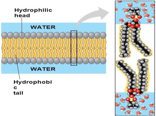 A phospholipid bilayer can exist as stable boundary between two aqueous compartments >> because the molecular arrangement shelter the hydrophobic tails of the phospholipids from water while exposing