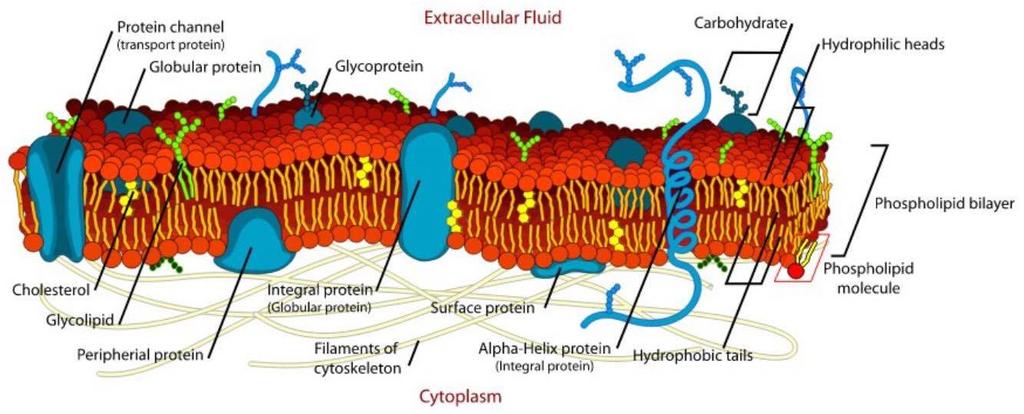 بعيدة عن السائل و تعريض االجزاء المحبه للما للخارج How are phospholipids and proteins arranged in the membranes of cells?