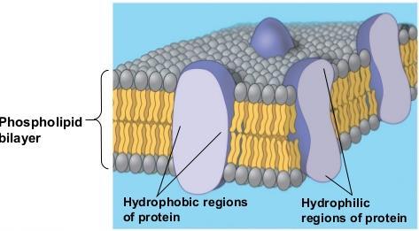 fluid while providing their hydrophobic parts with non-aqueous environment( افترض العالمان singer & Nicolson ان البروتينات الغشائية تكون موجودة في طبقة الليبيد الثنائية و تكون االجزاء المحبة للماء من