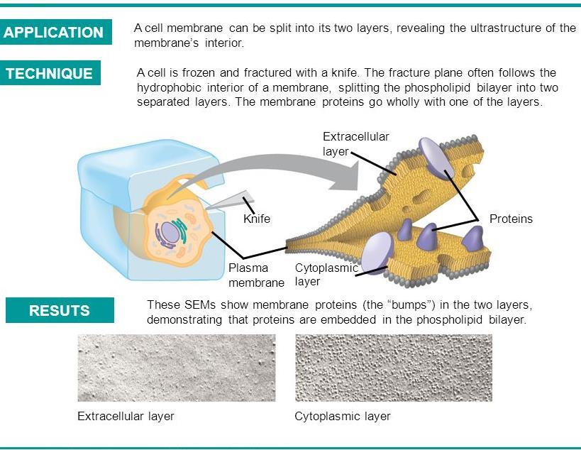 Freeze-fracture splits a membrane along the middle of the bilayer When the membrane layers are viewed in the electron microscope >> the interior of the bilayer appears cobblestoned, with protein