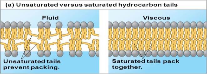 The lateral movement of phospholipids within the membrane is rapid >> >> Adjacent phospholipids switch positions about 10 7 times per second Proteins are much larger than lipids and move more slowly,
