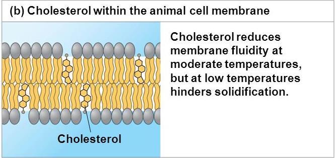 The steroid cholesterol, which is wedged between phospholipids in the plasma membrane of animal cells has different effects on membrane fluidity at different temperatures >>: 1.