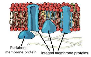 different types of cells contain different sets of membrane proteins, and the various membranes within a cell each have a unique collection of proteins تمتلك االنواع المختلفه من الخاليا مجموعات