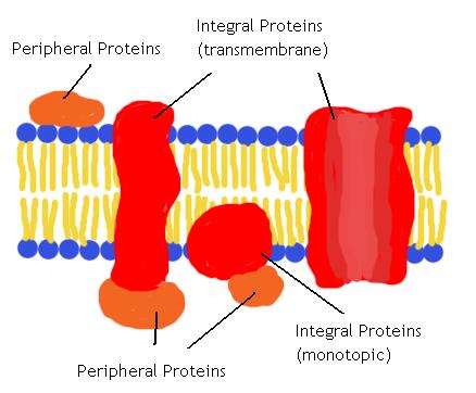 peripheral proteins يوجد نوعين رئيسيين من البروتينات الموجوده في االغشيه >> 1( بروتينات تخترق الغشاء 2( بروتينات طرفية على جانبي الغشاء 1) Integral proteins: penetrate the hydrophobic interior of the