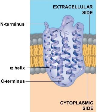 1 The hydrophobic regions of an integral protein consist of one or more stretches of non-polar amino acids, usually coiled into α-helices // The hydrophilic regions are exposed to the aqueous