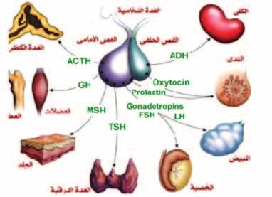 15 14 اأمرا ض الغ دد ال س م وال سكري لدى الأطفال هرمونات الف ض الأمامي للغدة النخامية Hormones( :)Anterior Pituitary اخلاليا املفرزة لهرمونات الف ض الأمامي للغدة النخامية ت سكل 80 من حجم الغدة