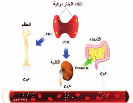 ق سور هرمون الغدد اجلاردرقي ة لرمبا يكون ناجت ا عن مر ص مناعي ذاتي ب سبب وجود اأج سام م سادة لهرمون الغدد اجلاردرقي ة مبفردها اأو مع جمموعة اأخرى من اأمرا ص الغ دد ال س م وكذلك الأمرا ص الوراثية للغد