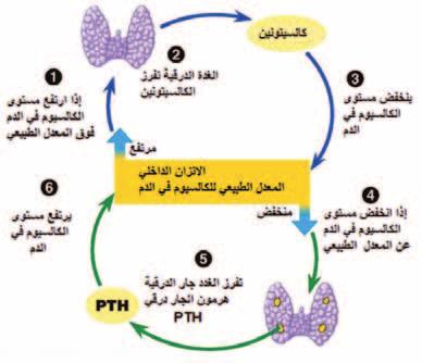 25 24 اأمرا ض الغ دد ال س م وال سكري لدى الأطفال الف سل الثاين: اضطرابات الكالسيوم وفيتامين )د( والغدة الجاردرقية يحافظ على ن سبة الكال سيوم يف الدم عند معدلته الطبيعية.