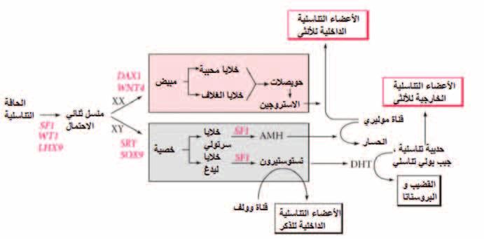 الأع ساء التنا سلي ة اخلارجي ة للجن سني متطابقة خالل الأ سابيع ال سبعة الأوىل من احلمل الأع ساء التنا سلي ة اخلارجي ة الذكري ة ناجتة عن هرموين الت ستو ستريون والديهدروت ستو سرتون اأم ا الأع ساء التنا