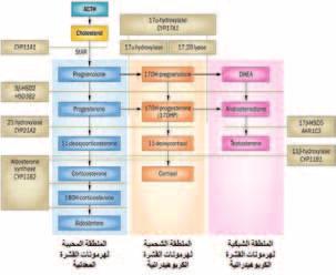87 86 اأمرا ض الغ دد ال س م وال سكري لدى الأطفال الف سل الثالث: اضطرابات تمايز الجنس الأ سباب املوؤد ية ل سطرابات متايز اجلن ض الذكري: نق ص تكوين اخل سيتني اخللقي ب سبب نق ص الهرمون امل سفر من الغدة